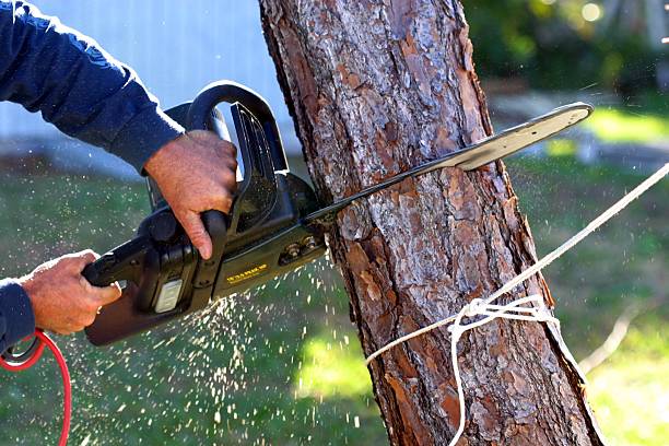 How Our Tree Care Process Works  in  Clearlake Oaks, CA