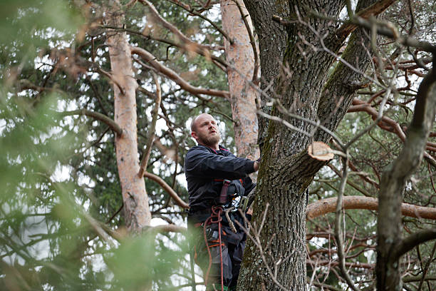 Reliable Clearlake Oaks, CA Tree Care Solutions